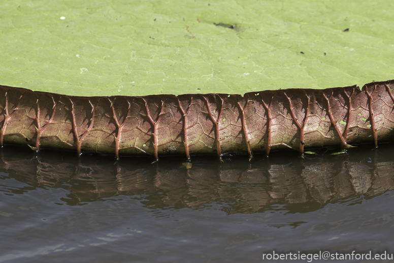 pantanal